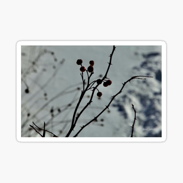 Wild berry In the snow Sticker