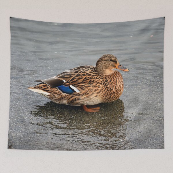 Item preview, Ms. Mallard Female Duck Hen in Evening Light designed and sold by SeaChangeDesign.