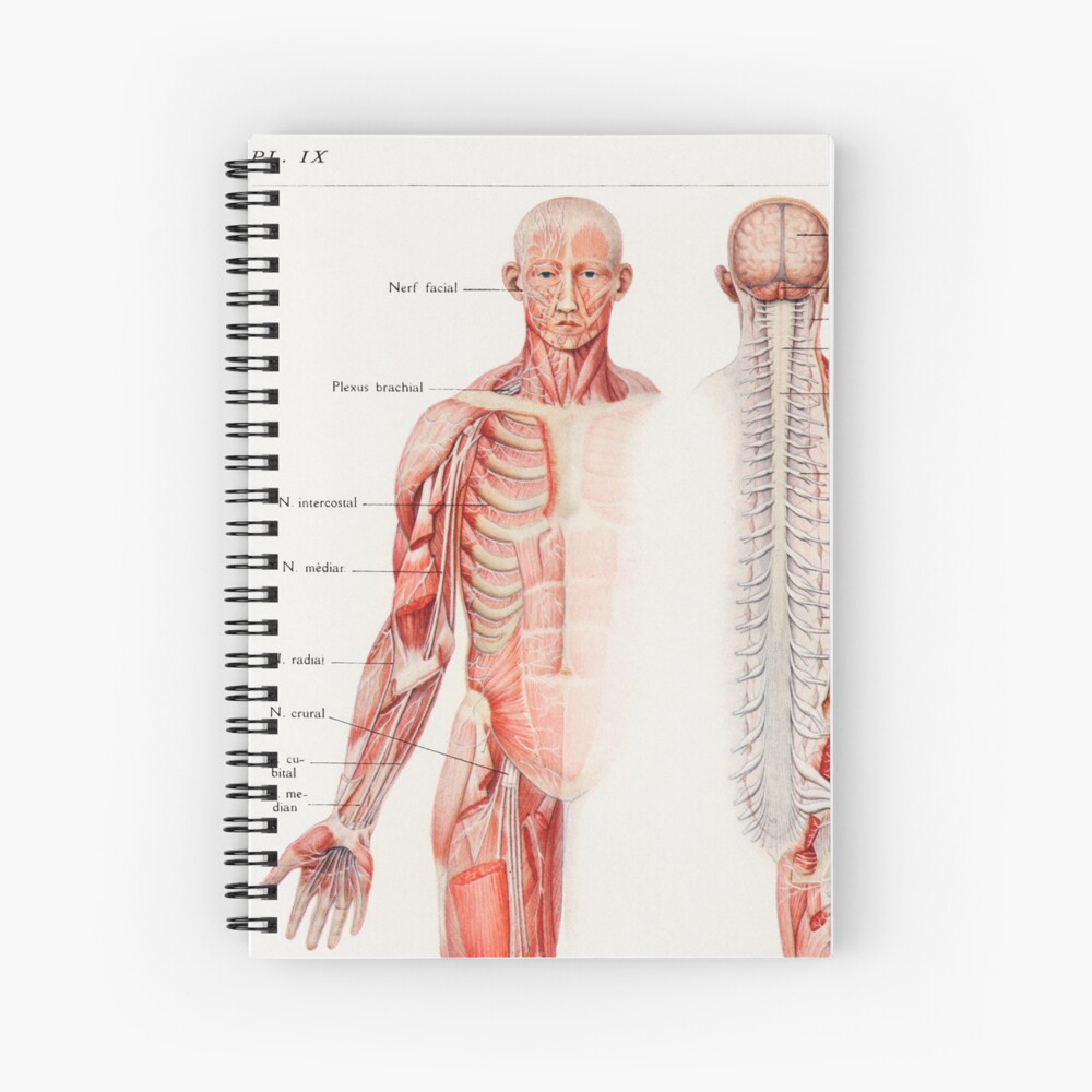 Human Nervous System Educational Chart Vintage Anatomy Spiral