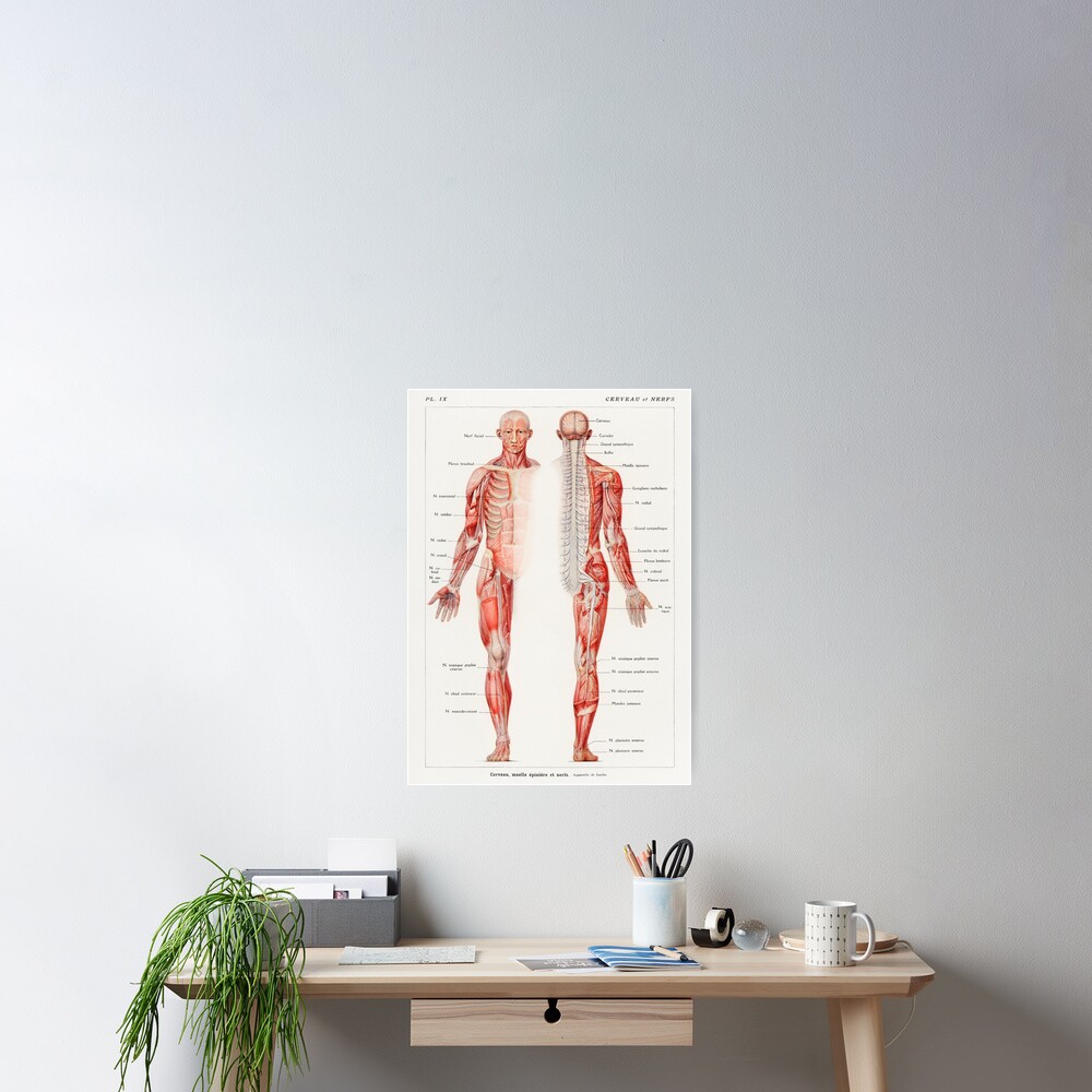 Human Nervous System Educational Chart Vintage Anatomy Poster By