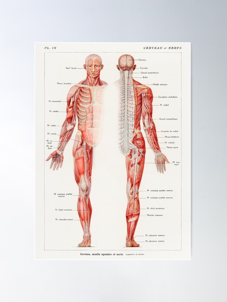 Authentic Vintage Anatomy Chart, Vintage Educational hotsell Chart, Human Anatomy School Chart, Vintage Greek Pull Down Chart.