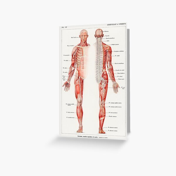 Human Nervous System Educational Chart Vintage Anatomy Greeting Card