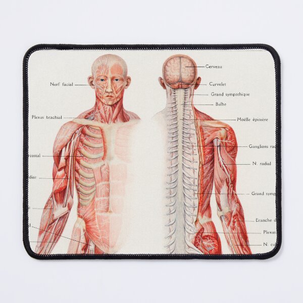 Item preview, Human Nervous System Educational Chart Vintage Anatomy designed and sold by POSTERAMALA.