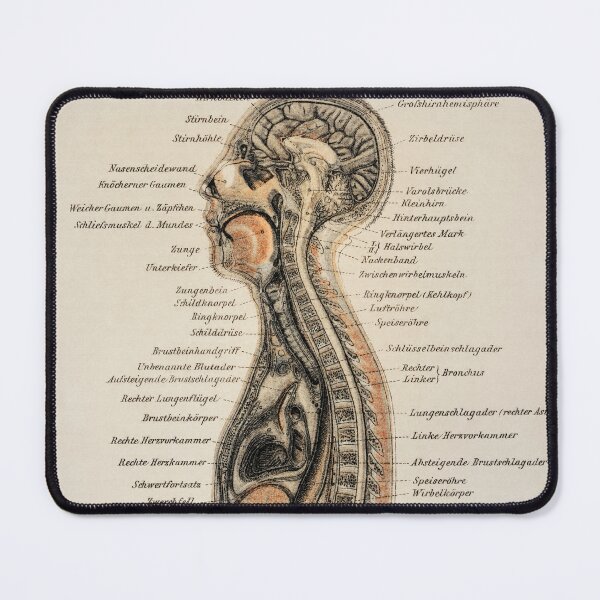 Item preview, Human Body Lithograph Vintage Anatomy designed and sold by POSTERAMALA.