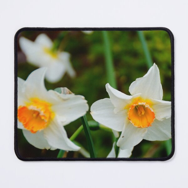 Item preview, Daffodils designed and sold by D-GaP.