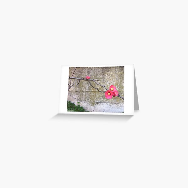 Item preview, Cherry Blossom designed and sold by Mayurachat K. Ni.