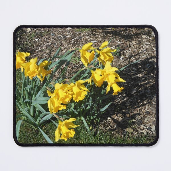 Item preview, Daffodils Dancing in the Wind designed and sold by SunriseRose.