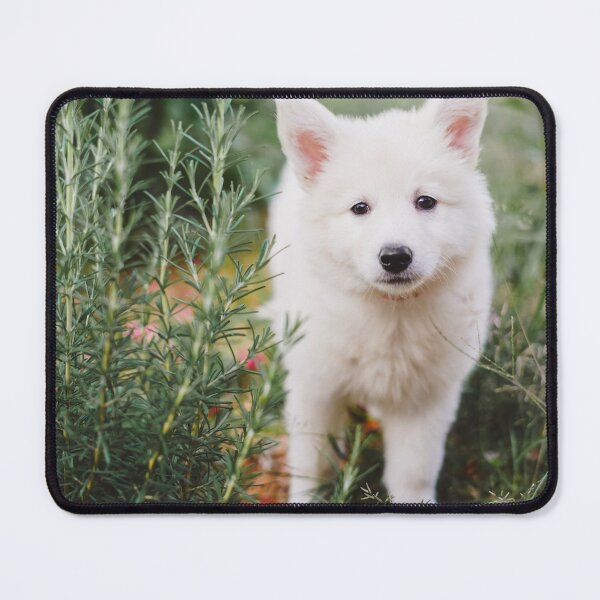 Item preview, Brisa #1 - Dog Berger Blanc Suisse designed and sold by anafrancisconi.