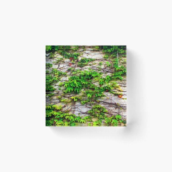 Item preview, View from San Leucio at a wall with a growing plant designed and sold by Kristina Drozd.