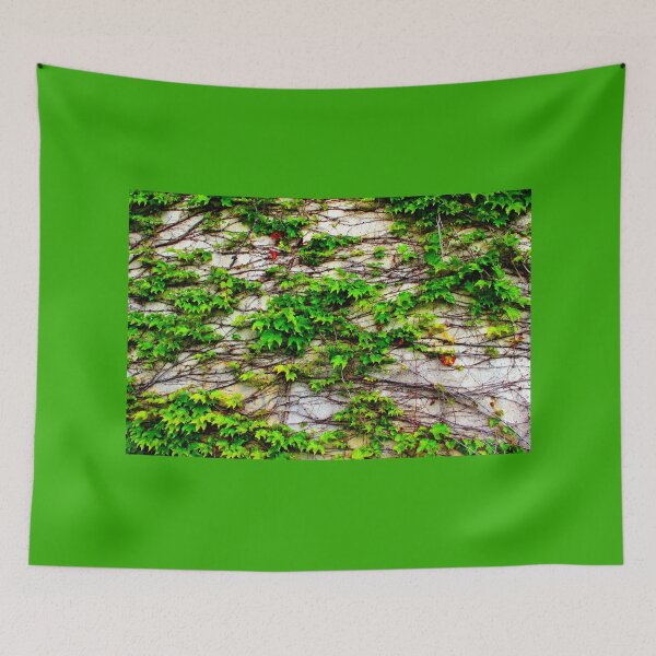 Item preview, View from San Leucio at a wall with a growing plant designed and sold by Kristina Drozd.