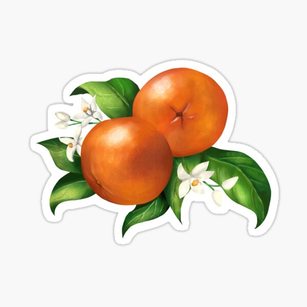 Fresh Citrus Orange Sticker