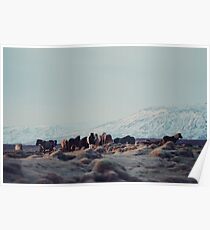 Icelandic Horses II Poster
