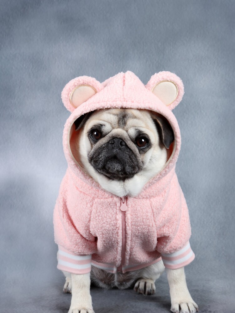 Teddy store bear pug