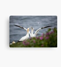 Gannets Canvas Print