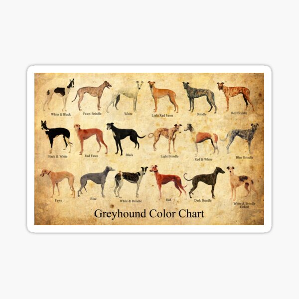 "Greyhound Color Chart" Sticker for Sale by ronda-shockey | Redbubble