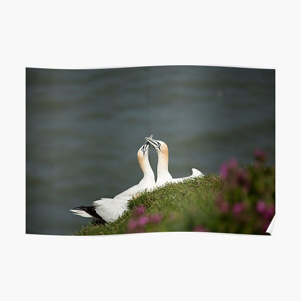 Gannets Poster