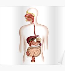 Anatomy of human digestive system. Poster