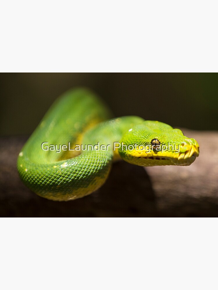 "Green Tree Snake" Poster for Sale by GayeLaunder Redbubble