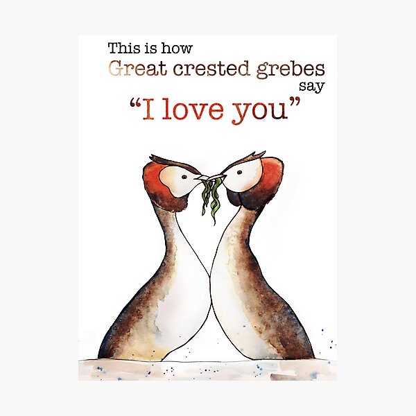 "I Love you" in Grebe Photographic Print