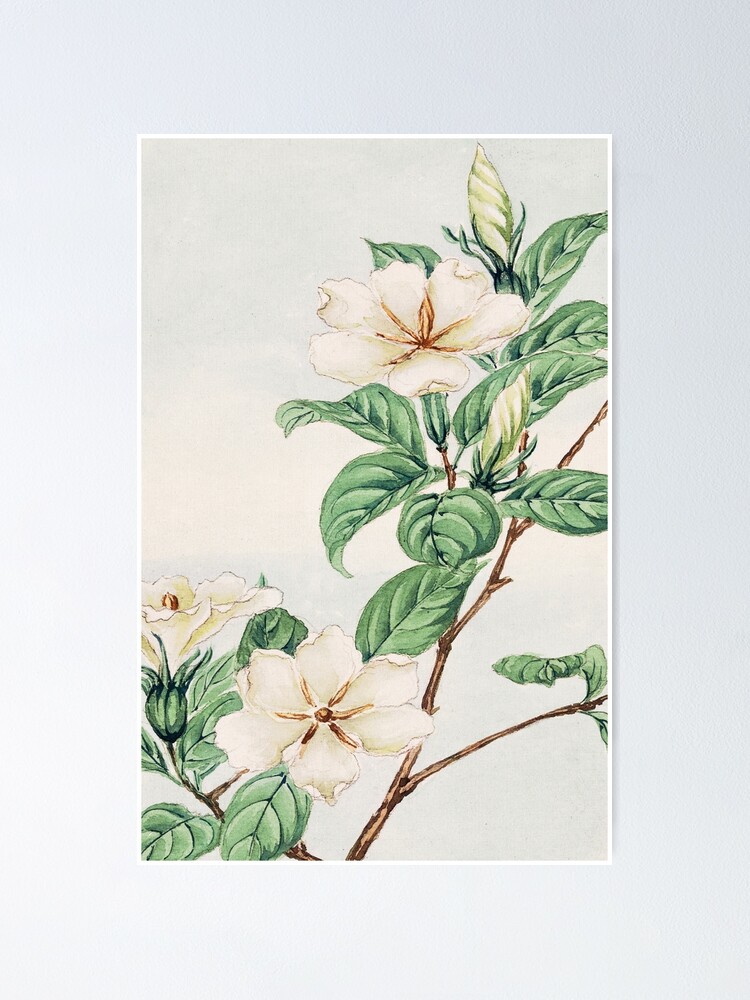 Póster « Pintura vintage japonesa de flores de jazmín - hojas y flores  botánicas» de sibudas | Redbubble