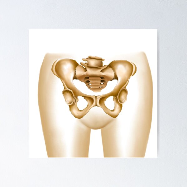 Item preview, STK700007H-Anatomy of female hips and pelvic bones. designed and sold by StocktrekImages.