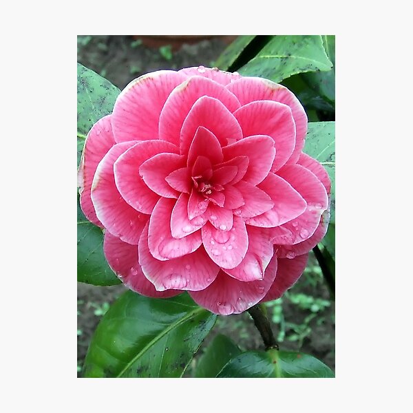 Item preview, Camellia japonica designed and sold by BirgitOehmig.