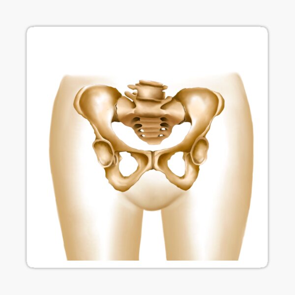 Тазовые Кости Женщины Фото С Описанием