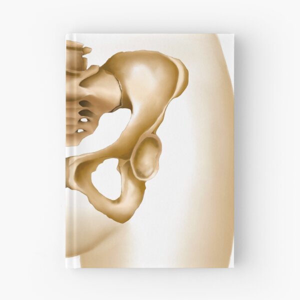 Item preview, STK700007H-Anatomy of female hips and pelvic bones. designed and sold by StocktrekImages.