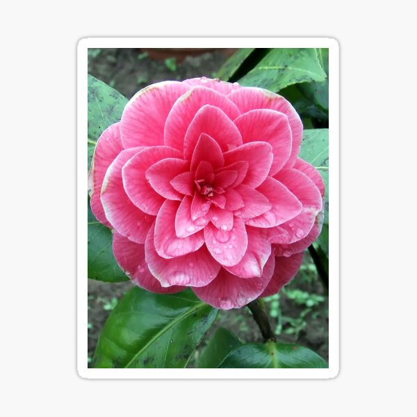 Aperçu de l'œuvre Camellia japonica créée et vendue par BirgitOehmig.