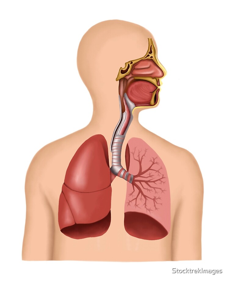 Respiratory Lungs acrylic blank (2 inch) NO HOLE –