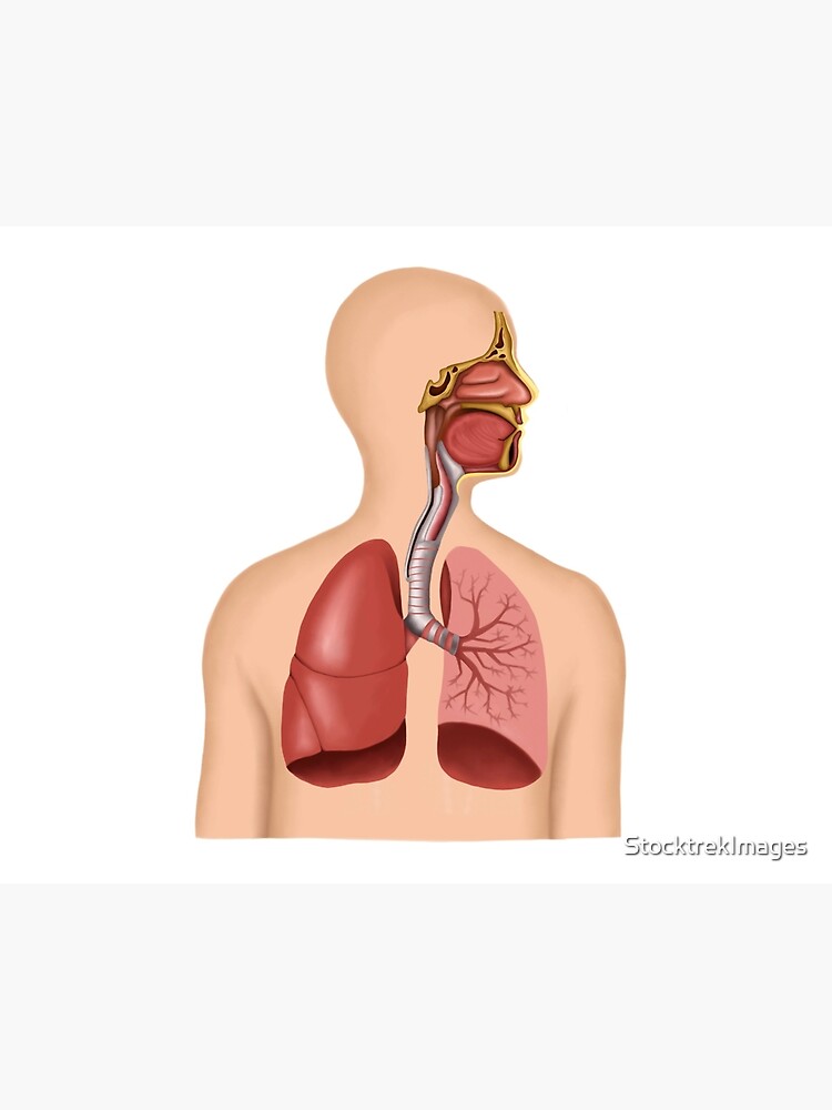 Planche anatomique Le système respiratoire