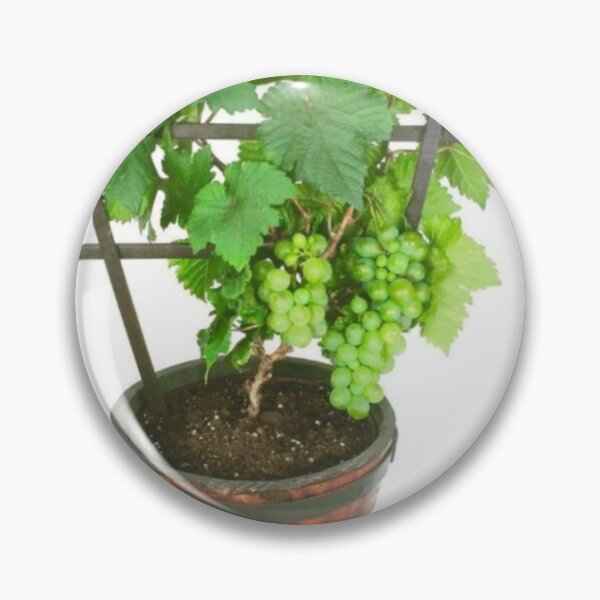 Item preview, Grapes designed and sold by Saiamrita123.