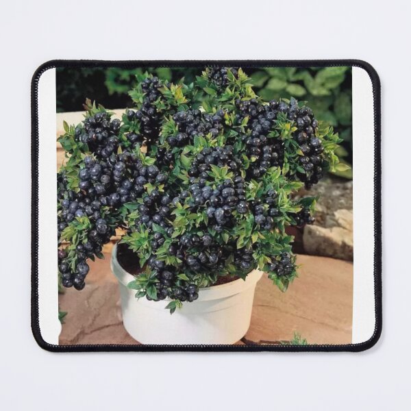 Item preview, Black grapes designed and sold by Saiamrita123.