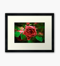 Blood Red Framed Print