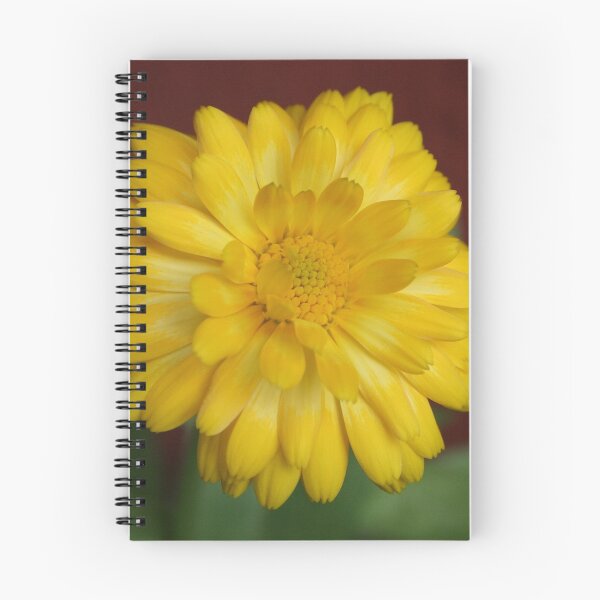 Item preview, Calendula designed and sold by BirgitOehmig.