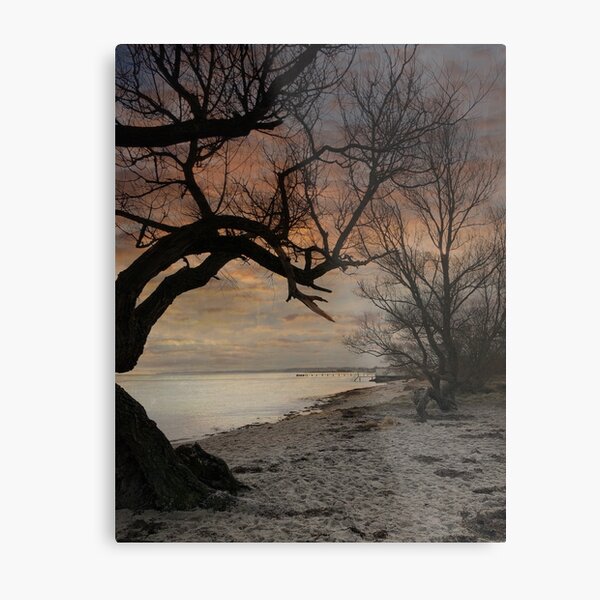 Tree silhouette in the dawn Metal Print