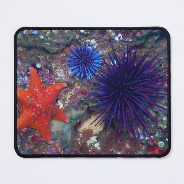 Item preview, Sea urchin photo with high resolution quality designed and sold by Allyouneed-2.