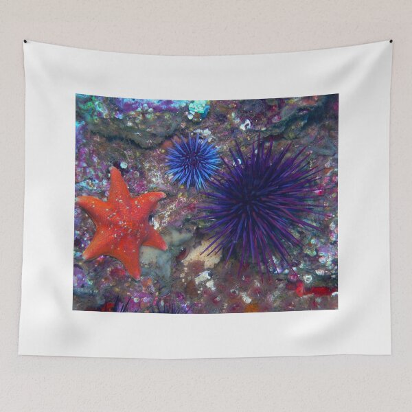 Item preview, Sea urchin photo with high resolution quality designed and sold by Allyouneed-2.