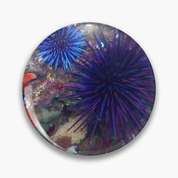 Item preview, Sea urchin photo with high resolution quality designed and sold by Allyouneed-2.