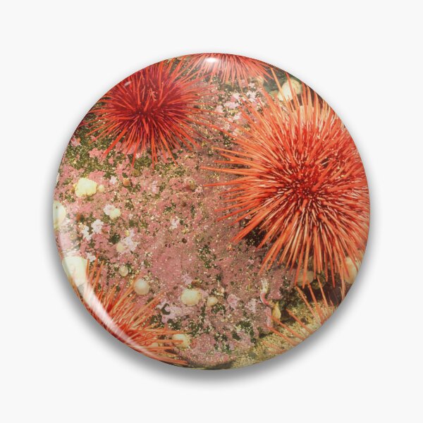 Item preview, Sea urchin photo with high resolution quality designed and sold by Allyouneed-2.
