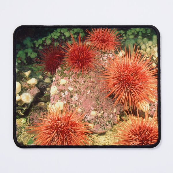 Item preview, Sea urchin photo with high resolution quality designed and sold by Allyouneed-2.