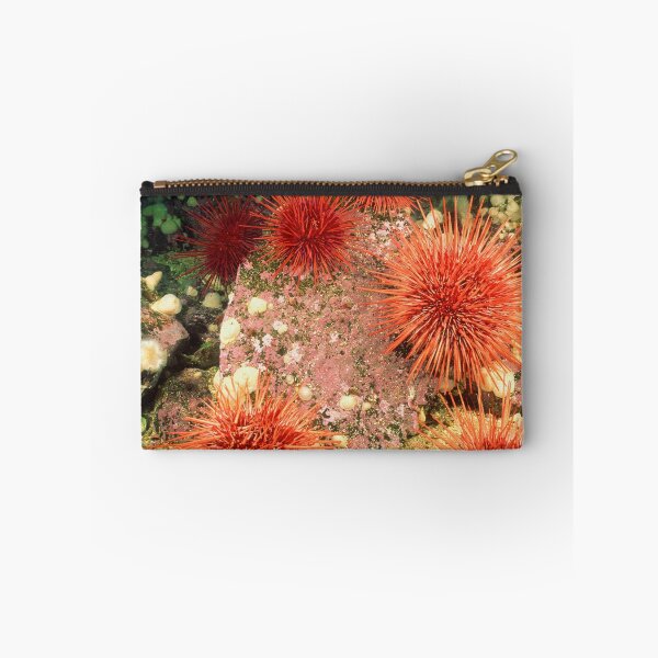 Item preview, Sea urchin photo with high resolution quality designed and sold by Allyouneed-2.