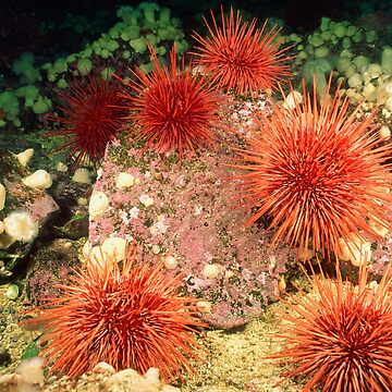 Artwork thumbnail, Sea urchin photo with high resolution quality by Allyouneed-2