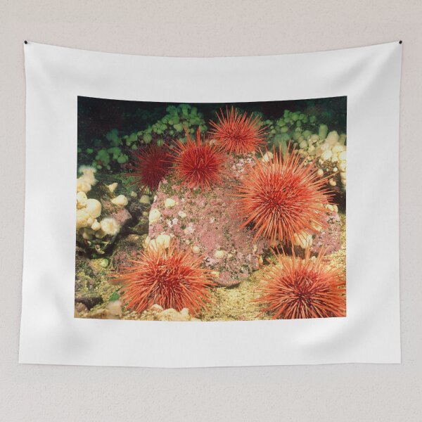 Item preview, Sea urchin photo with high resolution quality designed and sold by Allyouneed-2.