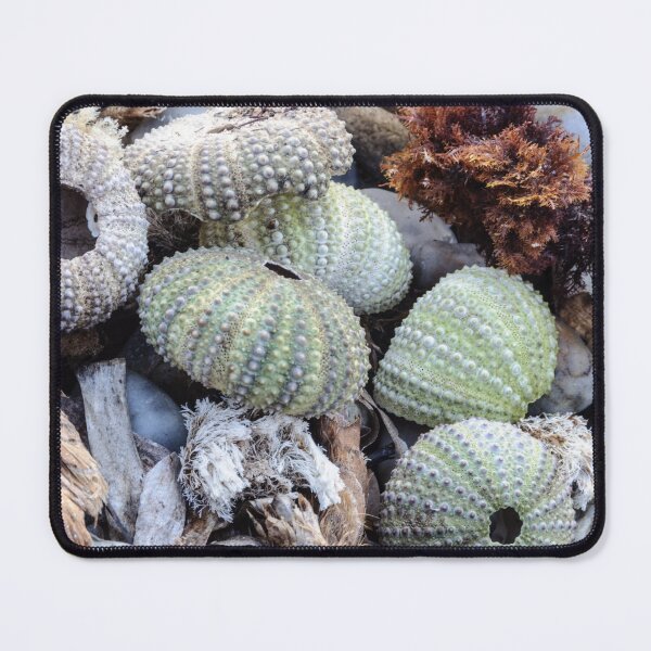 Item preview, Sea urchin photo with high resolution quality designed and sold by Allyouneed-2.