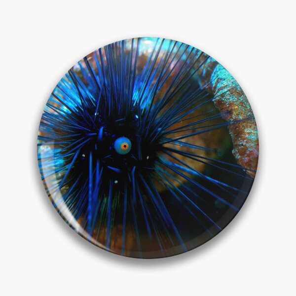 Item preview, Sea urchin photo with high resolution quality designed and sold by Allyouneed-2.