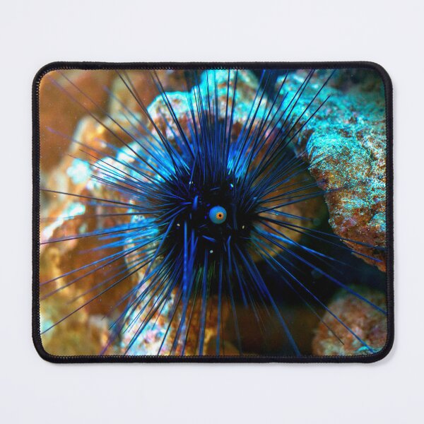 Item preview, Sea urchin photo with high resolution quality designed and sold by Allyouneed-2.