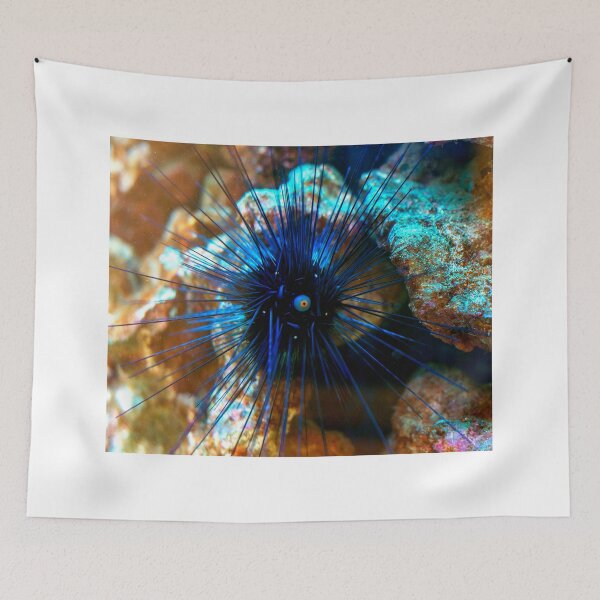 Item preview, Sea urchin photo with high resolution quality designed and sold by Allyouneed-2.