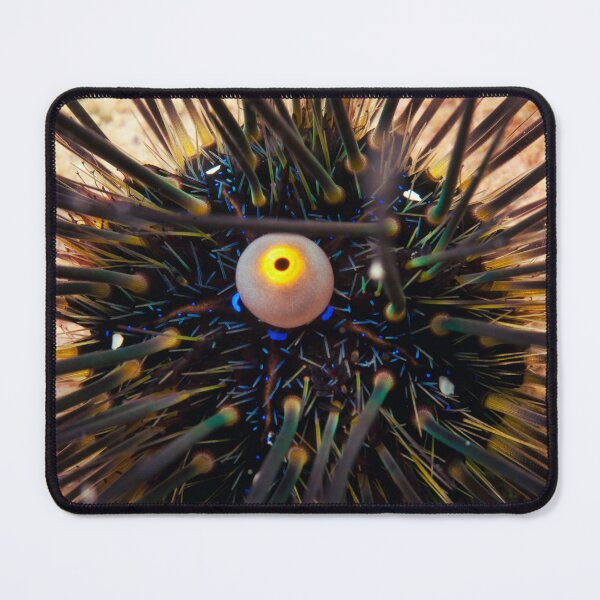 Item preview, Sea urchin photo with high resolution quality designed and sold by Allyouneed-2.