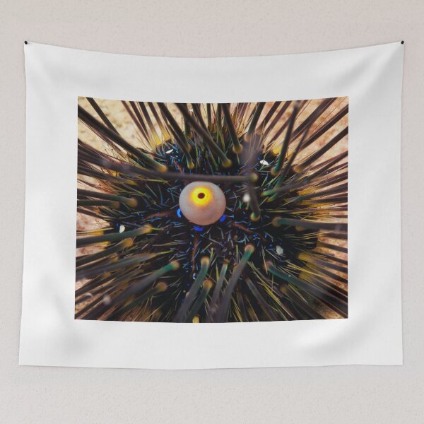 Item preview, Sea urchin photo with high resolution quality designed and sold by Allyouneed-2.